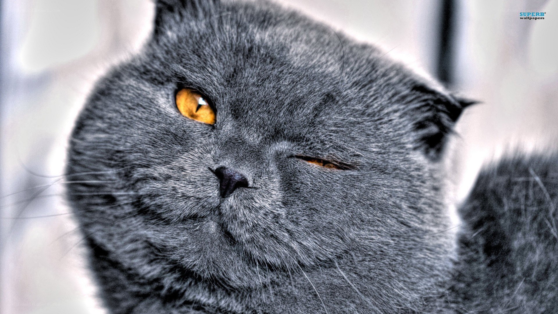 gray cat with yellow eyes