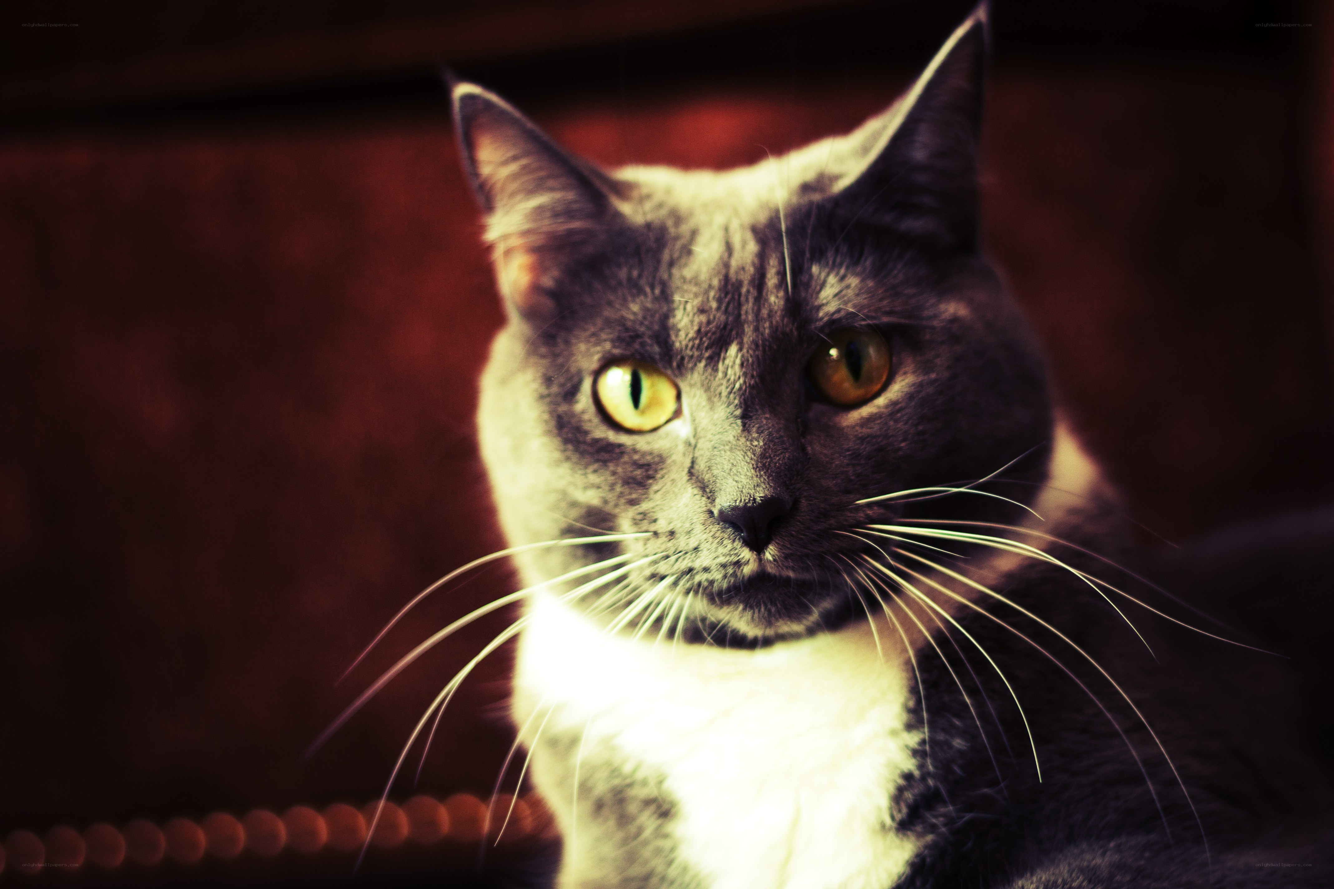 gray cat with yellow eyes