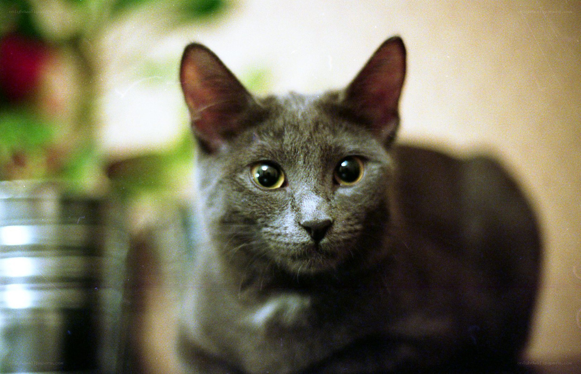 gray cat with yellow eyes