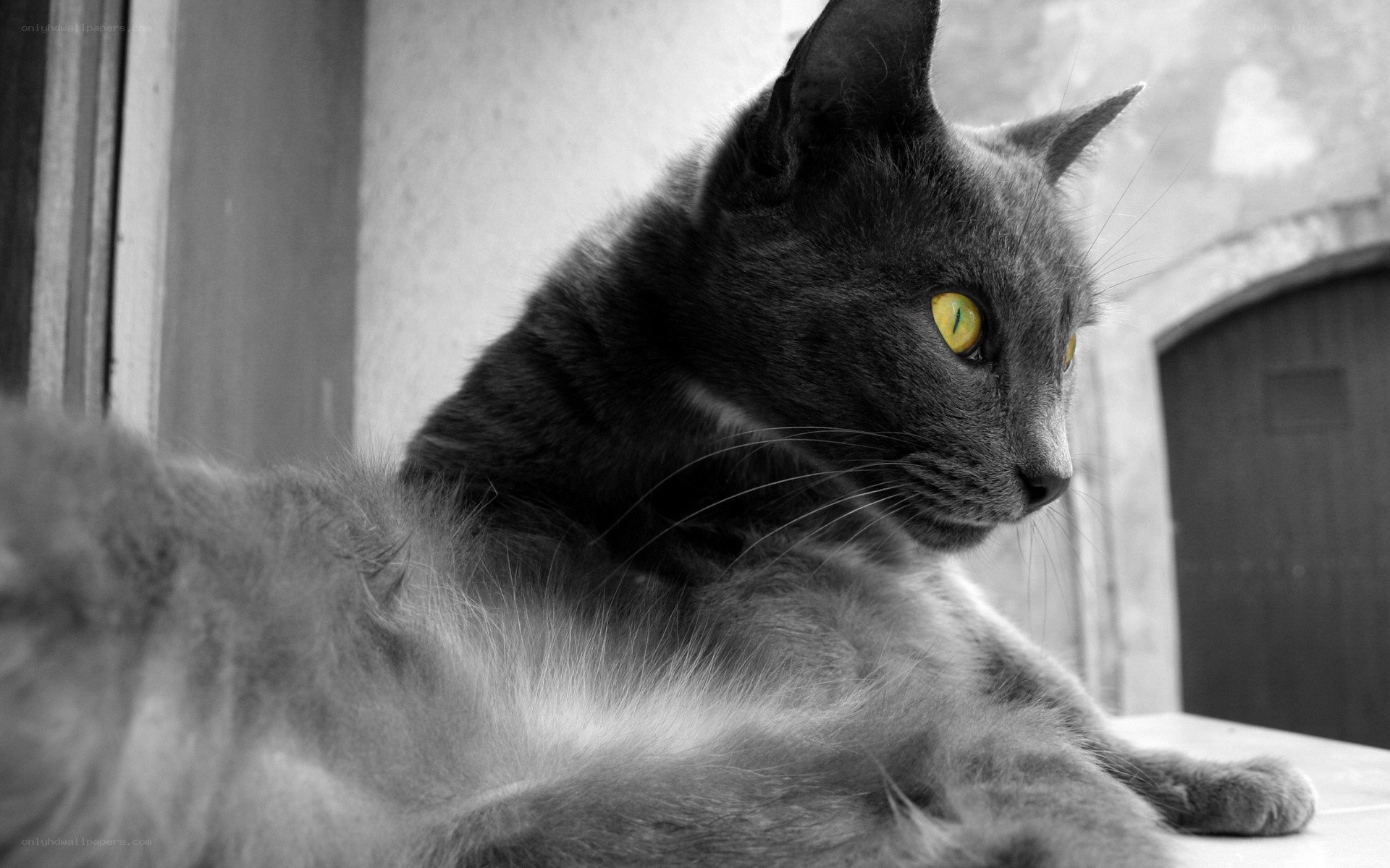 gray cat with yellow eyes