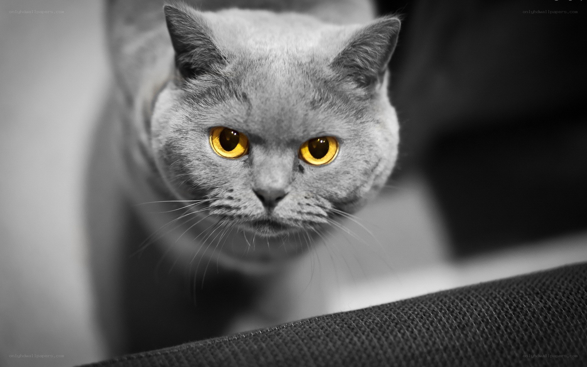 gray cat with yellow eyes