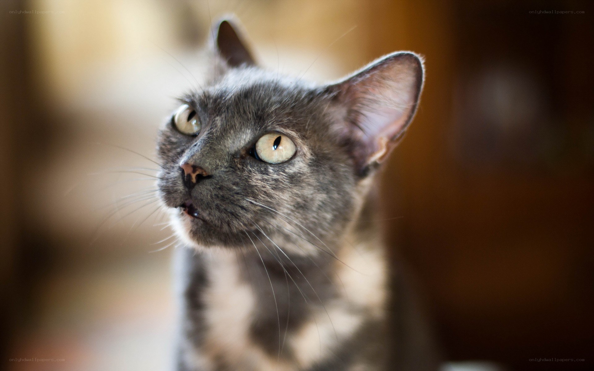 gray cat with yellow eyes
