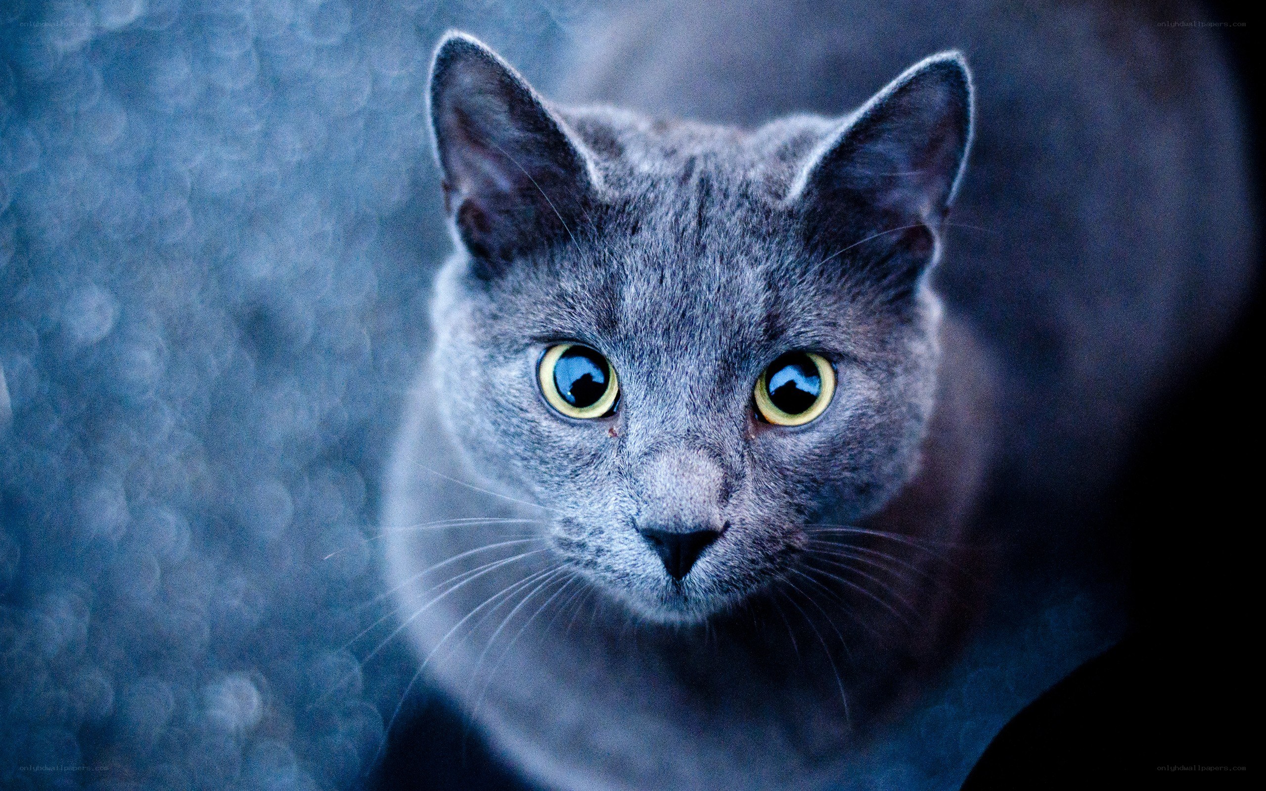 gray cat with yellow eyes