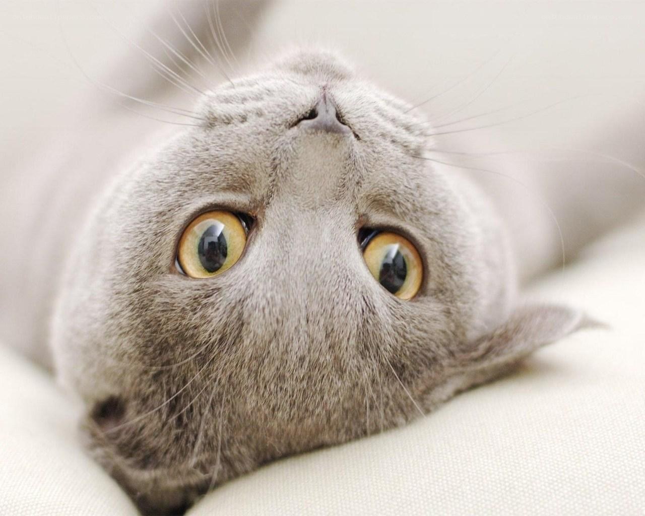 gray cat with yellow eyes