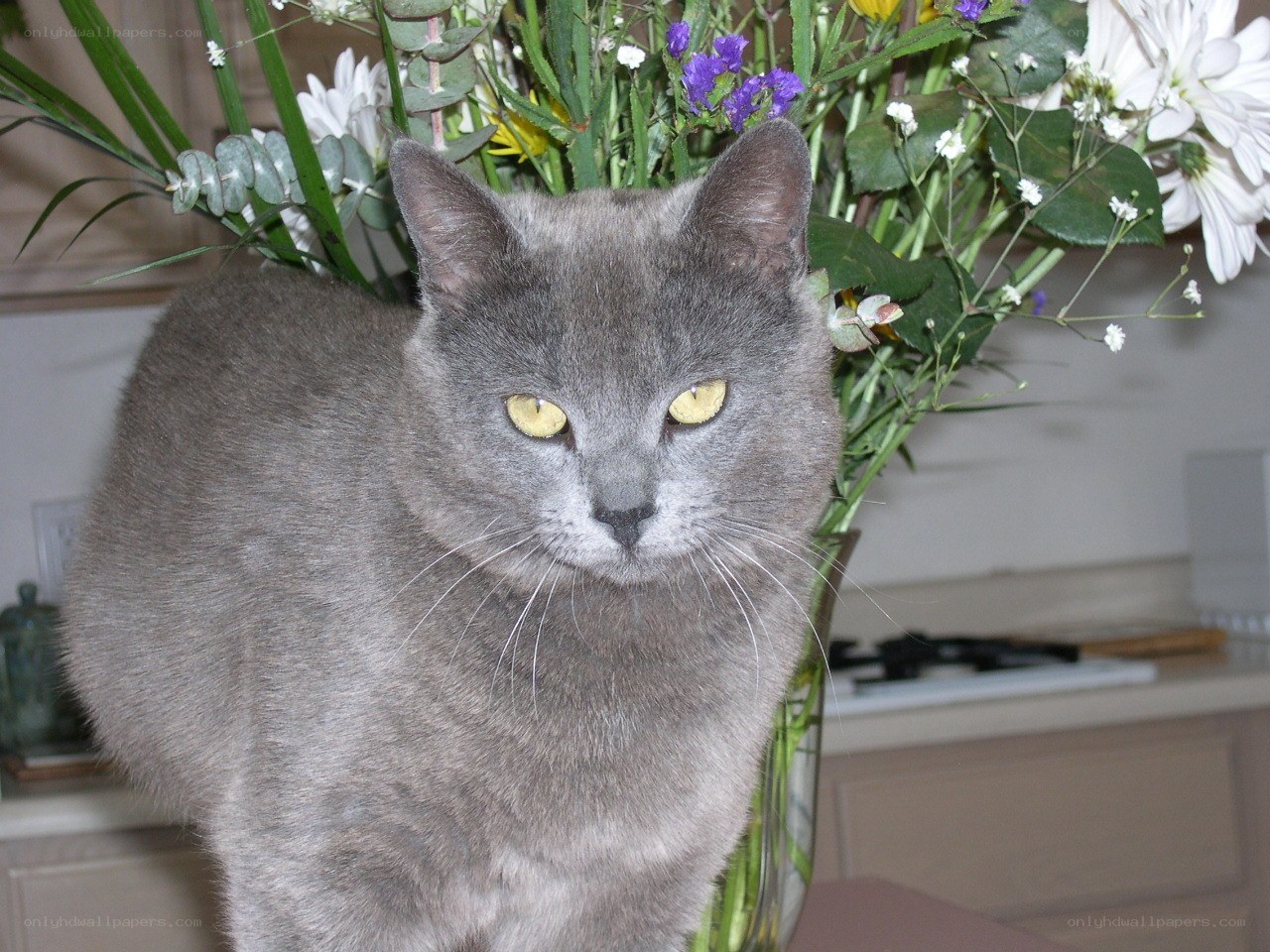 gray cat with yellow eyes