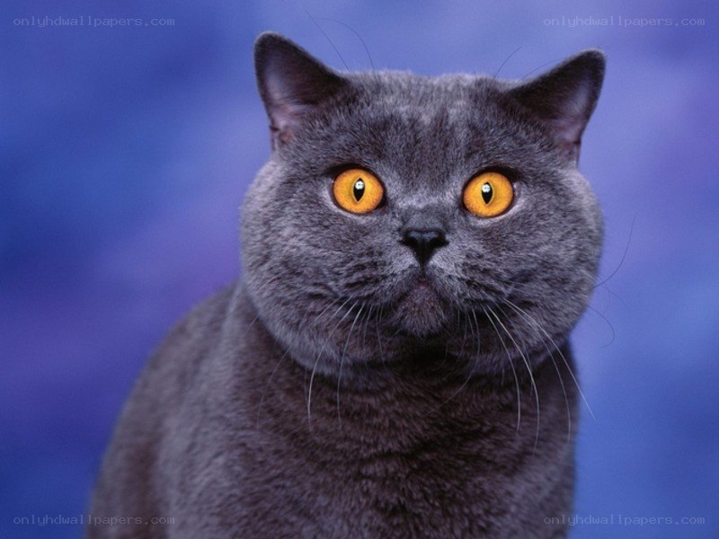 gray cat with yellow eyes