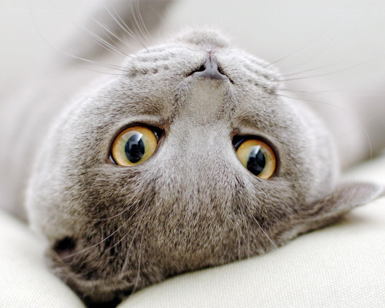 gray cat with yellow eyes