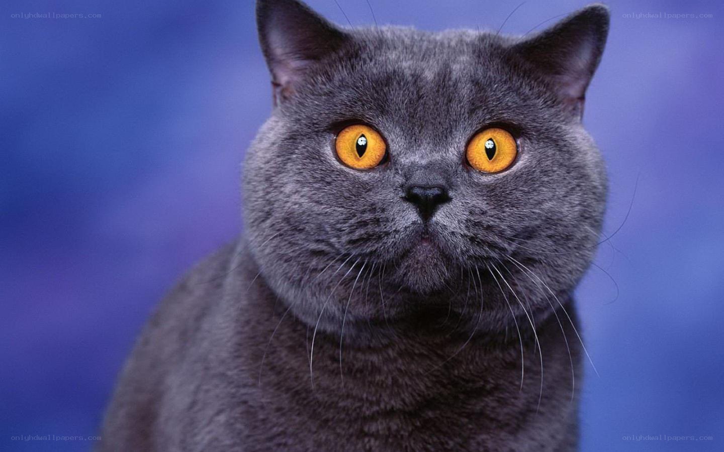 gray cat with yellow eyes