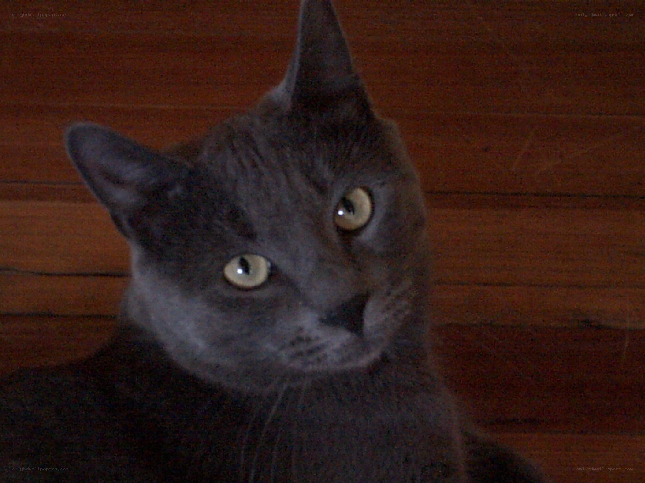 gray cat with yellow eyes