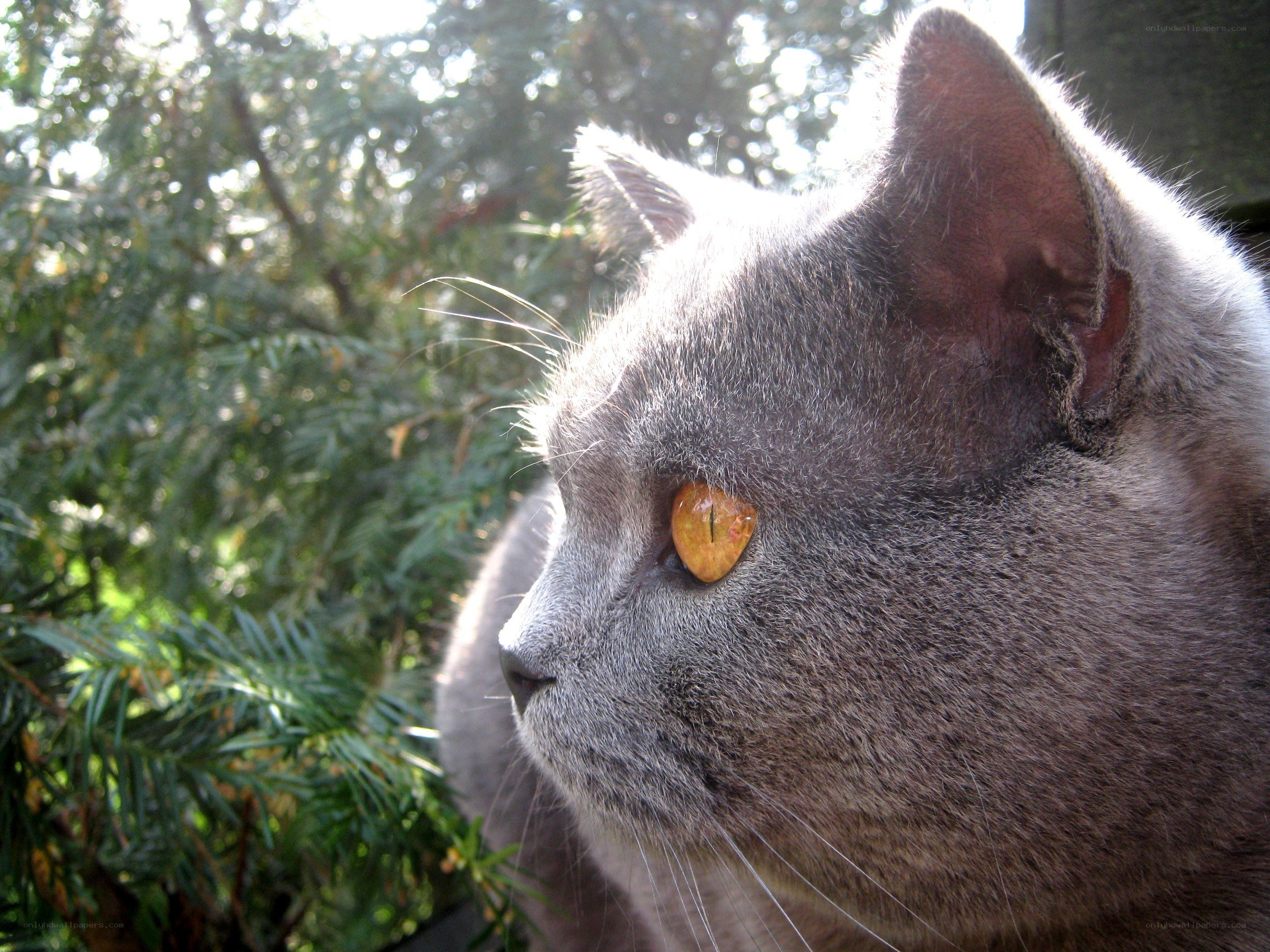 gray cat with yellow eyes