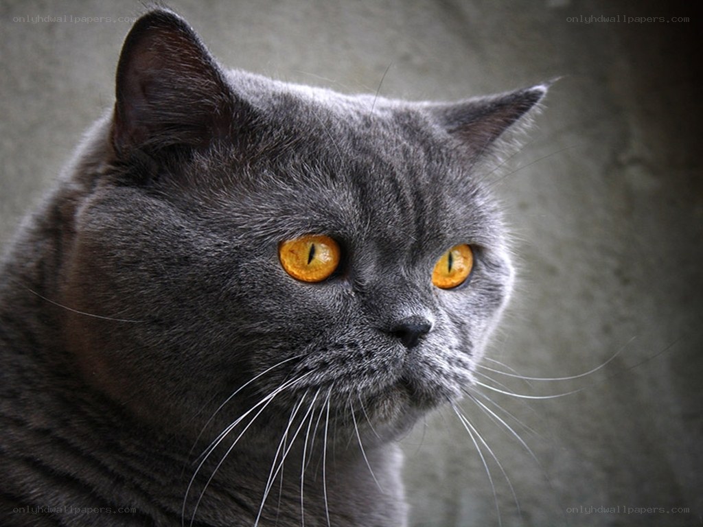 gray cat with yellow eyes