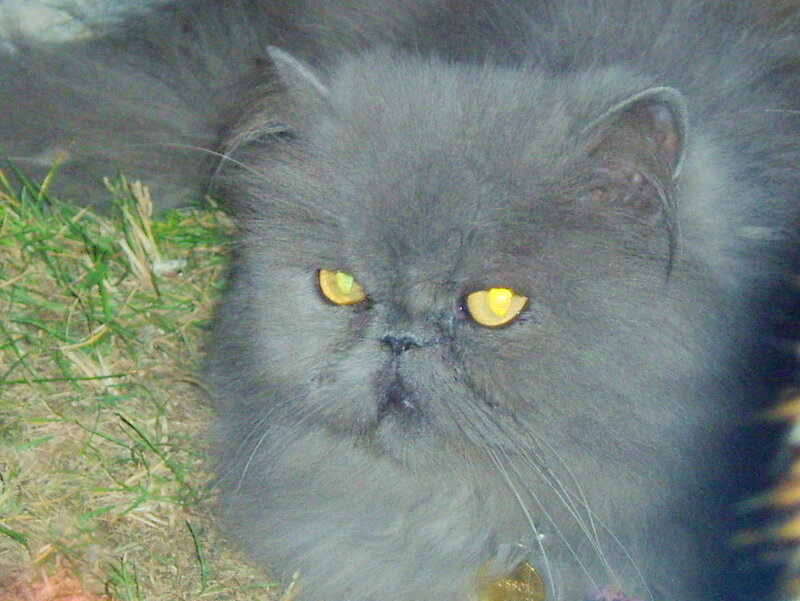 gray cat with yellow eyes