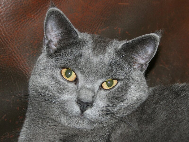 gray cat with yellow eyes
