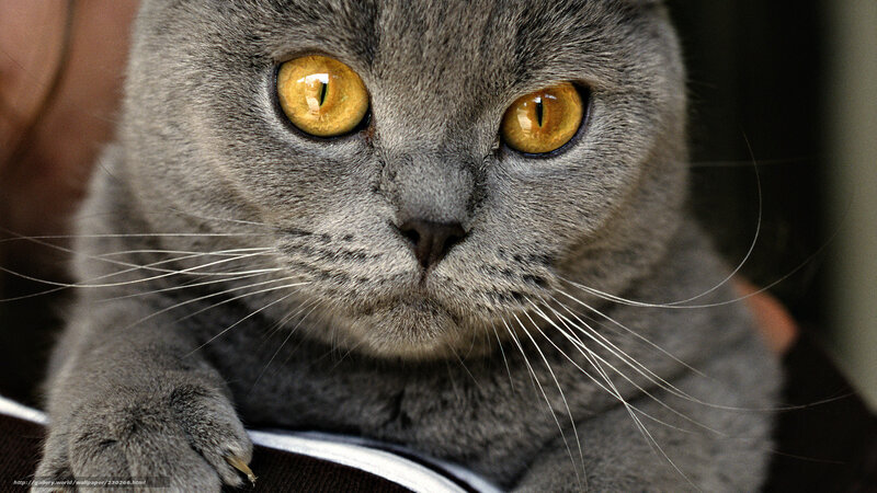gray cat with yellow eyes