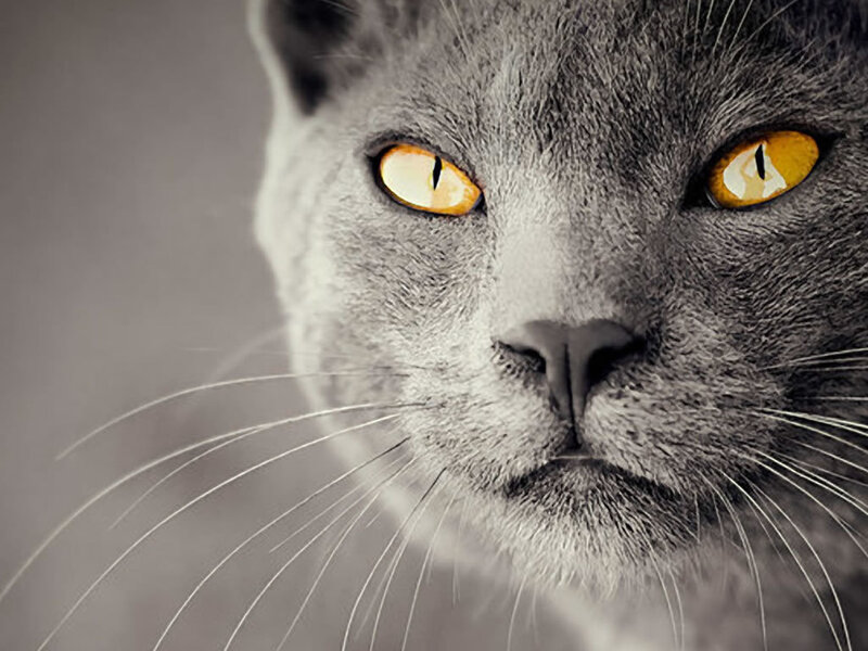 gray cat with yellow eyes