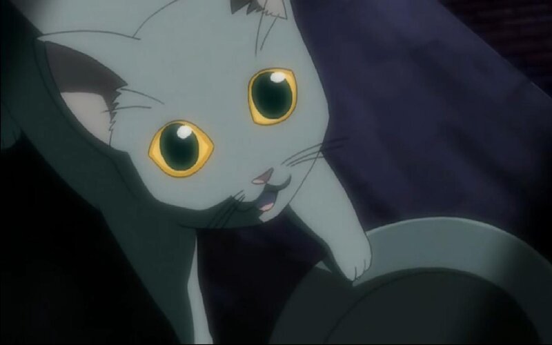 gray cat with yellow eyes