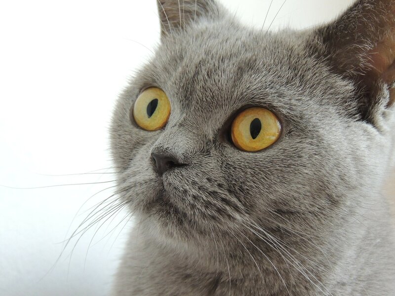 Gray Cat with Yellow Eyes — Alert