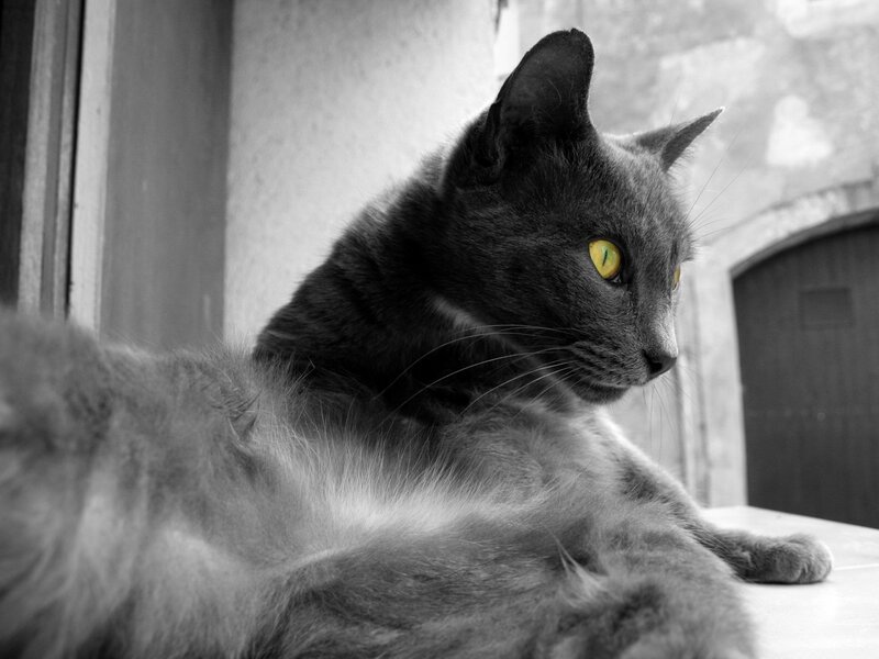 Gray Cat with Yellow Eyes — Black, Calm, Photograph, Window