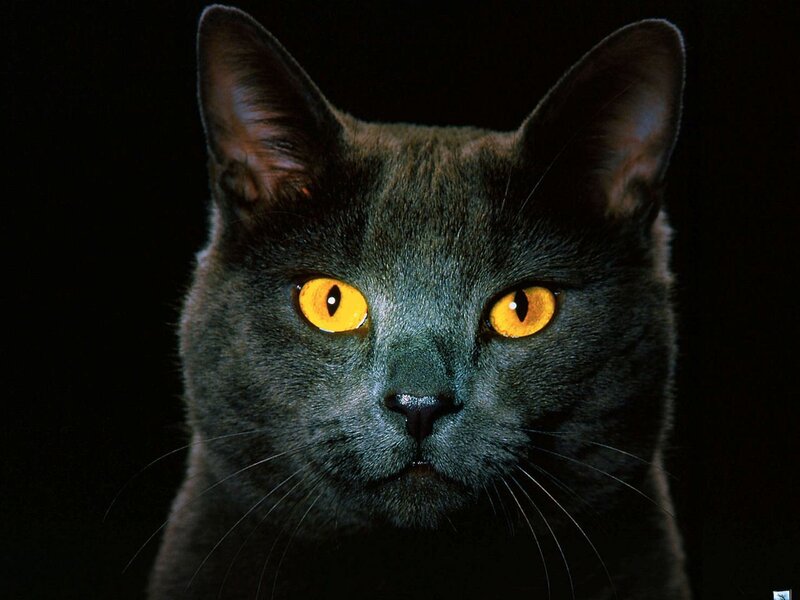 Gray Cat with Yellow Eyes — Black, Intense, Photograph