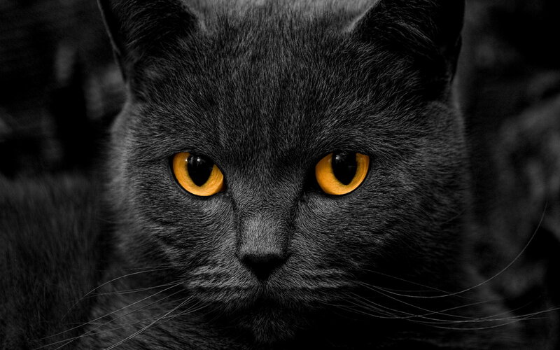 Gray Cat with Yellow Eyes — Black, Intense