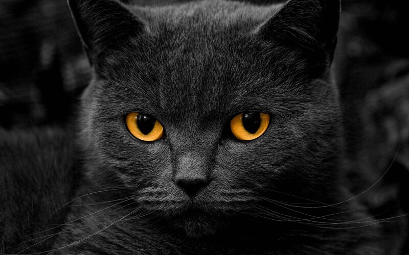 Gray Cat with Yellow Eyes — Black, Photograph