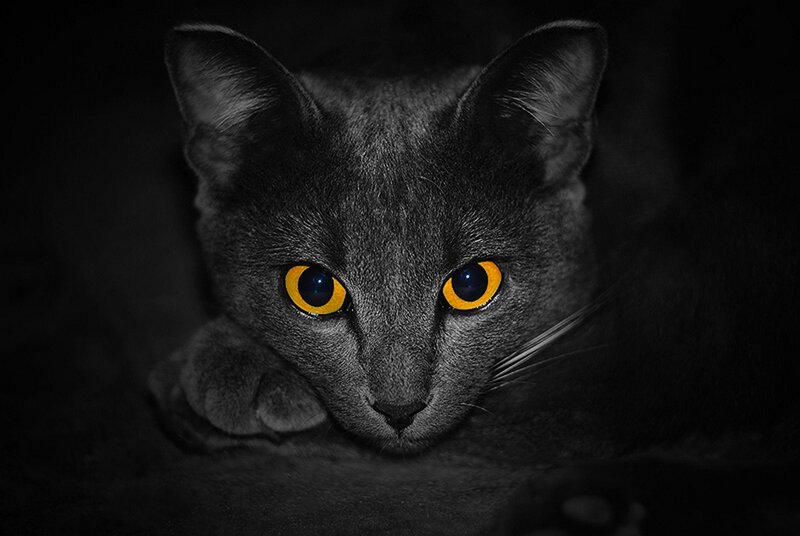 Gray Cat with Yellow Eyes — Black