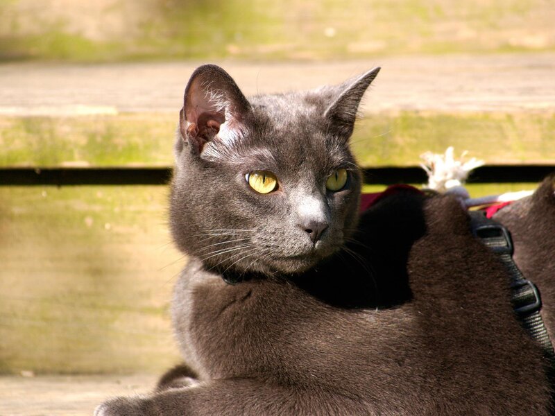 Gray Cat with Yellow Eyes — Calm, Afternoon