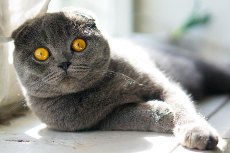 Gray Cat with Yellow Eyes — Calm, Morning