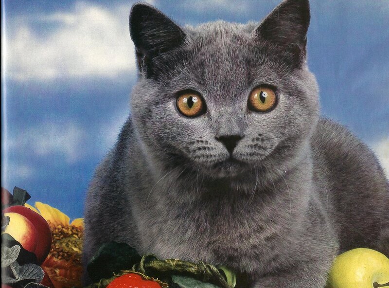Gray Cat with Yellow Eyes — Calm, Photograph, Apples