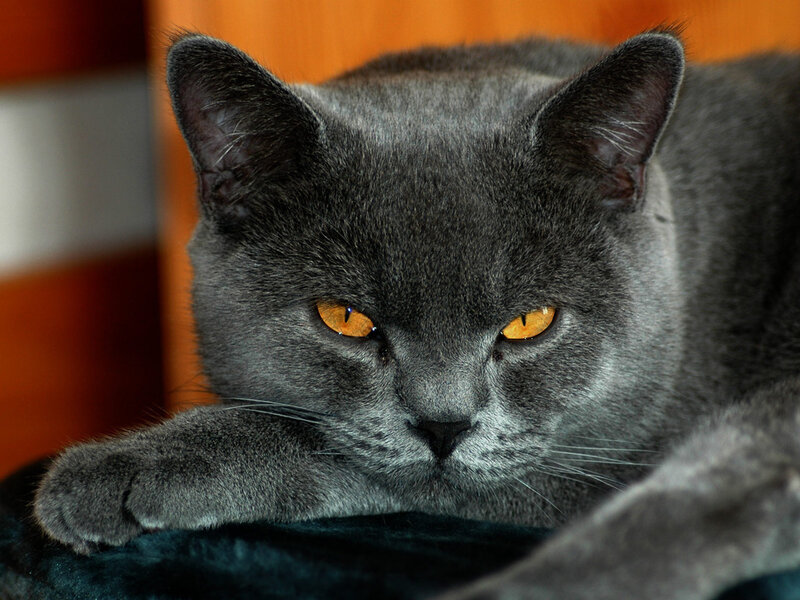 Gray Cat with Yellow Eyes — Calm, Photograph, Blanket