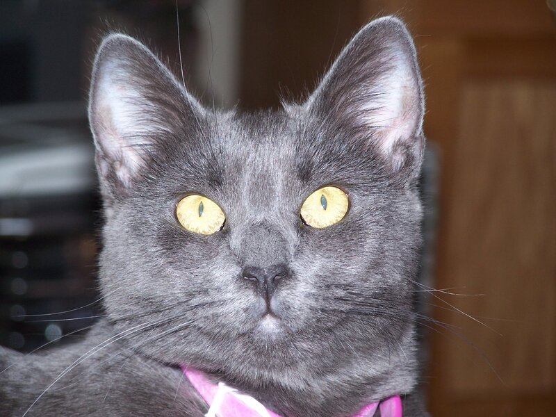 Gray Cat with Yellow Eyes — Calm, Photograph, Collar