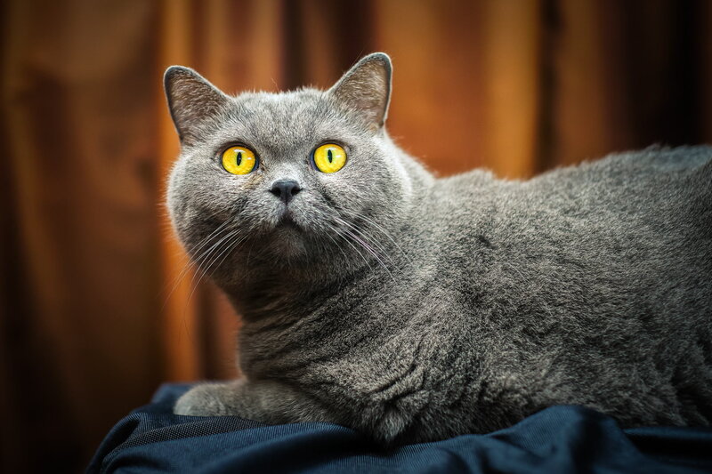 Gray Cat with Yellow Eyes — Calm, Photograph, Curled Tail