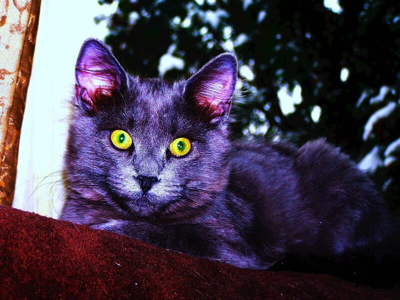 Gray Cat with Yellow Eyes — Calm, Photograph, Curtain