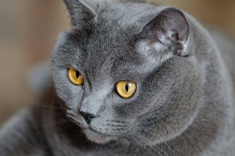 Gray Cat with Yellow Eyes — Calm, Photograph, Ears
