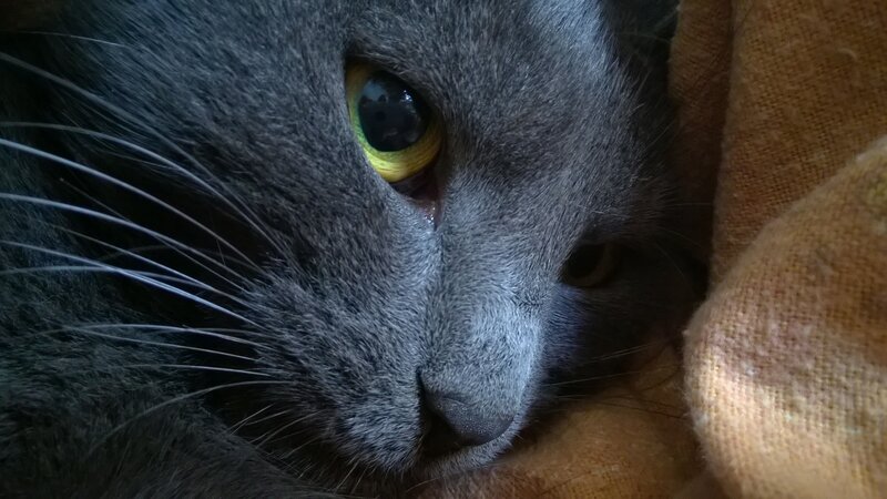Gray Cat with Yellow Eyes — Calm, Photograph, Fabric