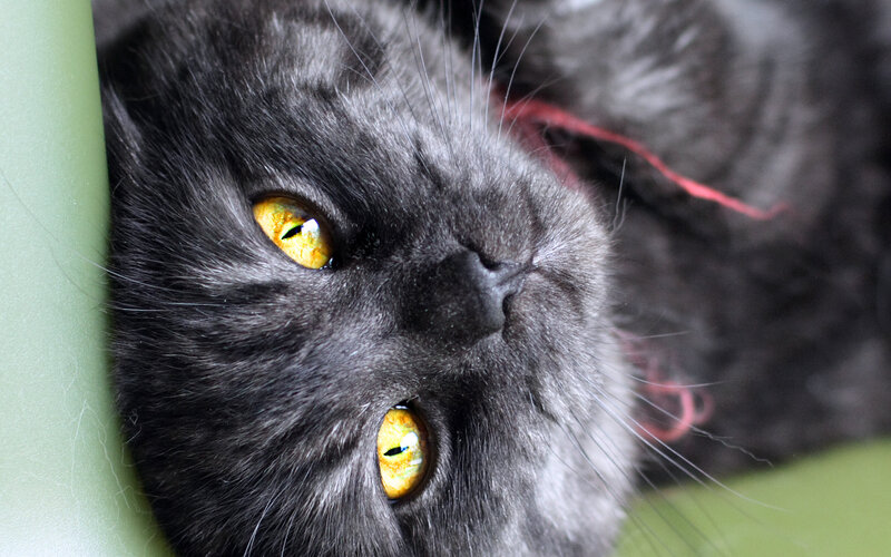 Gray Cat with Yellow Eyes — Calm, Photograph, Green Surface, Red String