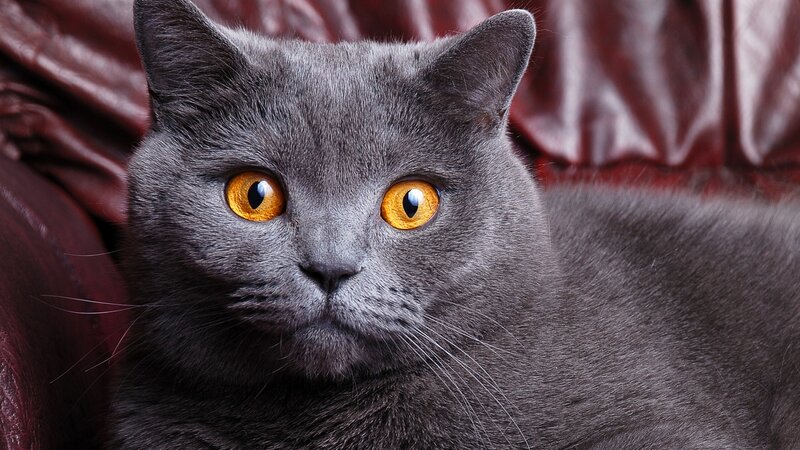 Gray Cat with Yellow Eyes — Calm, Photograph, Leather Couch