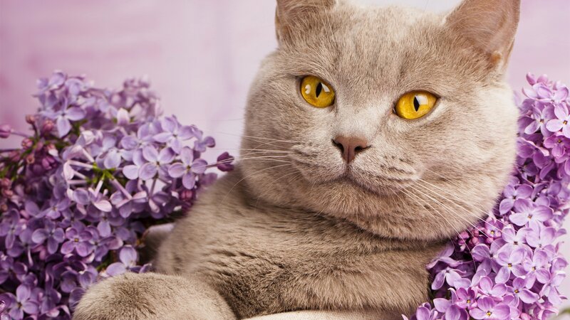 Gray Cat with Yellow Eyes — Calm, Photograph, Lilac Flowers, Purple Background