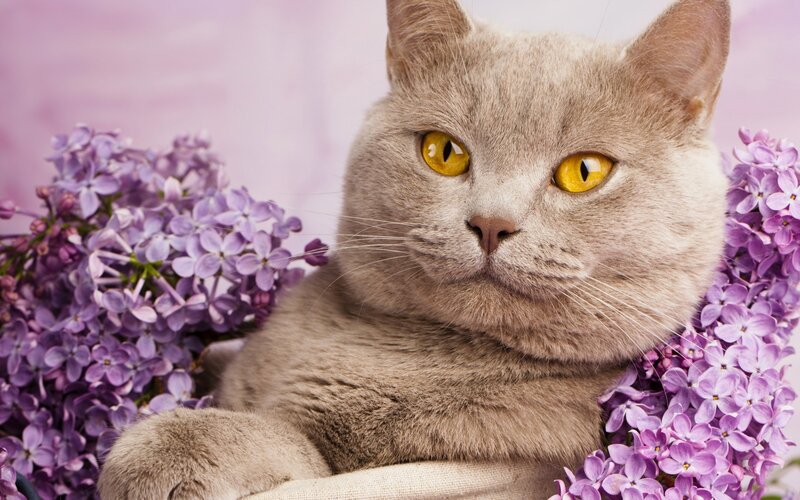 Gray Cat with Yellow Eyes — Calm, Photograph, Lilac Flowers