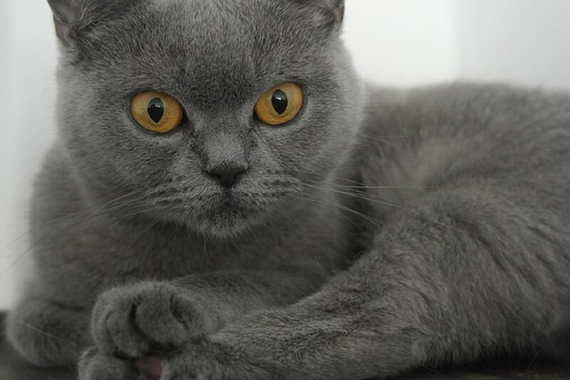 Gray Cat with Yellow Eyes — Calm, Photograph, Paws