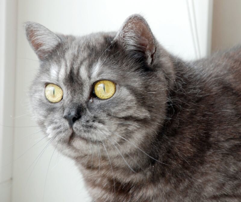Gray Cat with Yellow Eyes — Calm, Photograph