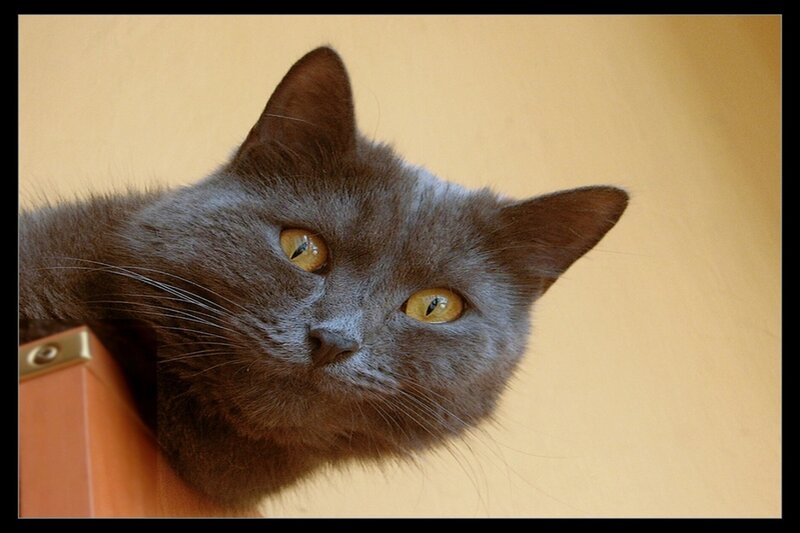Gray Cat with Yellow Eyes — Calm, Photograph, Wall