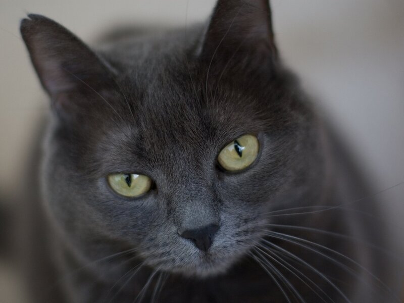 Gray Cat with Yellow Eyes — Calm, Photograph, Whiskers, Ears