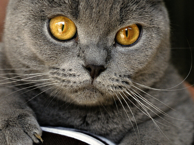 Gray Cat with Yellow Eyes — Calm, Photograph, Whiskers, Paw