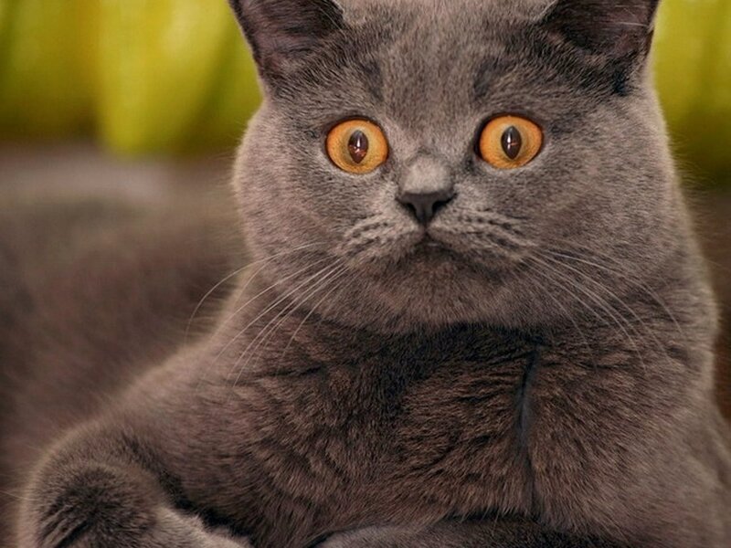 Gray Cat with Yellow Eyes — Calm, Photograph, Whiskers