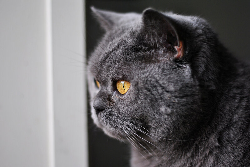 Gray Cat with Yellow Eyes — Calm, Photograph, Window Frame