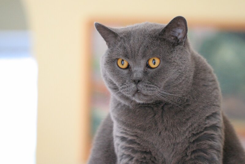 Gray Cat with Yellow Eyes — Calm, Photograph, Yellow Eyes