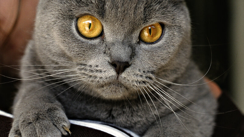 Gray Cat with Yellow Eyes — Calm