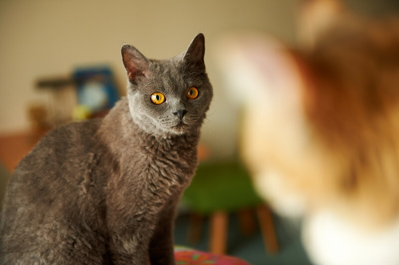 Gray Cat with Yellow Eyes — Curious, Photograph, Blurry Background