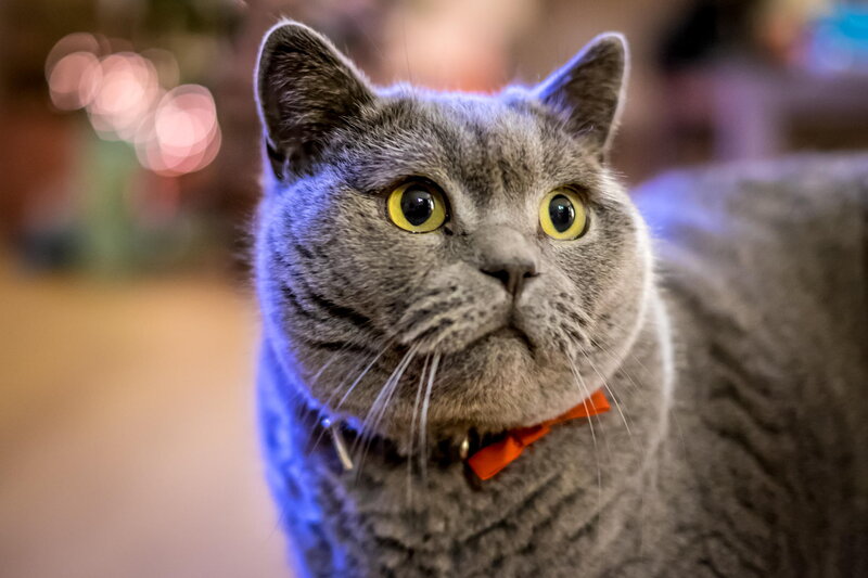 Gray Cat with Yellow Eyes — Curious, Photograph, Collar